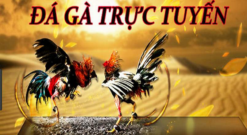Các loại đá gà online phổ biến và cách tham gia 3 cac loai da ga online 682b13dc53fa5
