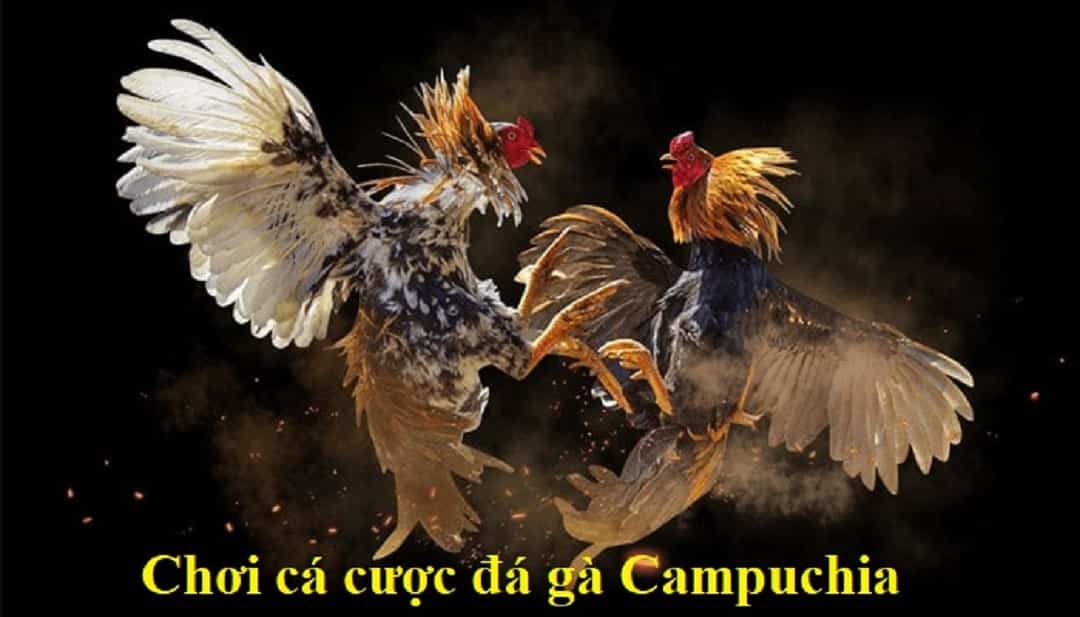 Khám Phá Thế Giới Đá Gà Campuchia Từ Nhà Cái Nowgoal 2 da ga campuchia nha cai nowgoal 682b28388d152