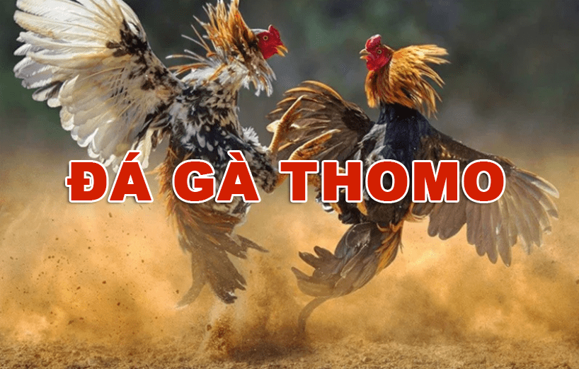 Khám Phá Thế Giới Đá Gà Thomo Nhà Cái Nowgoal 1 da ga thomo nha cai nowgoal 682b3786cc52c