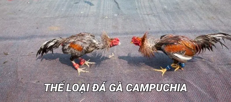 Khám Phá Thế Giới Đá Gà Campuchia Từ Nhà Cái Nowgoal - Trận Đấu Không Thể Bỏ Lỡ Khám Phá Thế Giới Đá Gà Campuchia Từ Nhà Cái Nowgoal - Trận Đấu Không Thể Bỏ Lỡ