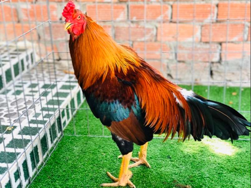 Khám Phá Thế Giới Đá Gà Thomo Nhà Cái Nowgoal - Nơi Đam Mê Và Cạnh Tranh Hội Tụ Khám Phá Thế Giới Đá Gà Thomo Nhà Cái Nowgoal - Nơi Đam Mê Và Cạnh Tranh Hội Tụ